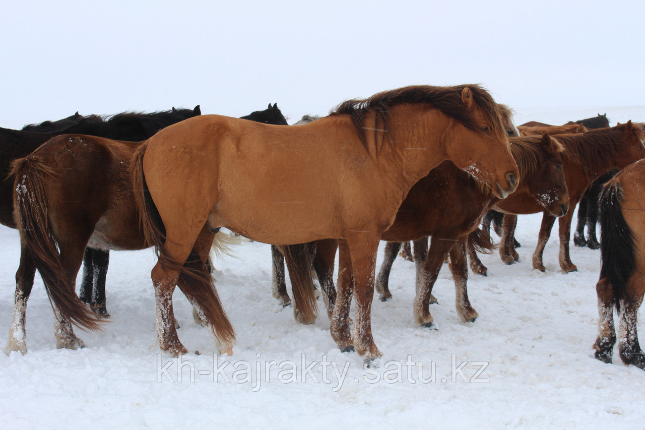 Племенная лошадь "Мугалжар" - фото 1 - id-p95422040