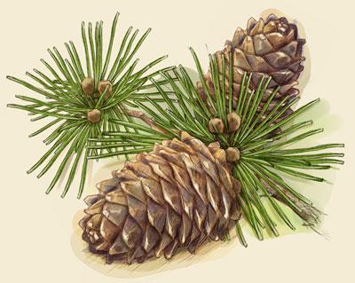 Жаңғақтар Жаңғақ