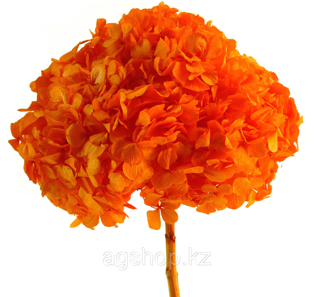 Гортензия Премиум (оранжевый) - фото 1 - id-p95694468