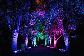 Обмотка, освещение деревьев светодиодной лентой, дюралайтом, фото 3