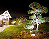 Обмотка, освещение деревьев светодиодной лентой, дюралайтом, фото 5