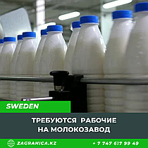 Требуются рабочие на молокозавод в Швецию