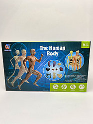 Научный набор "Анатомия человека 3D"