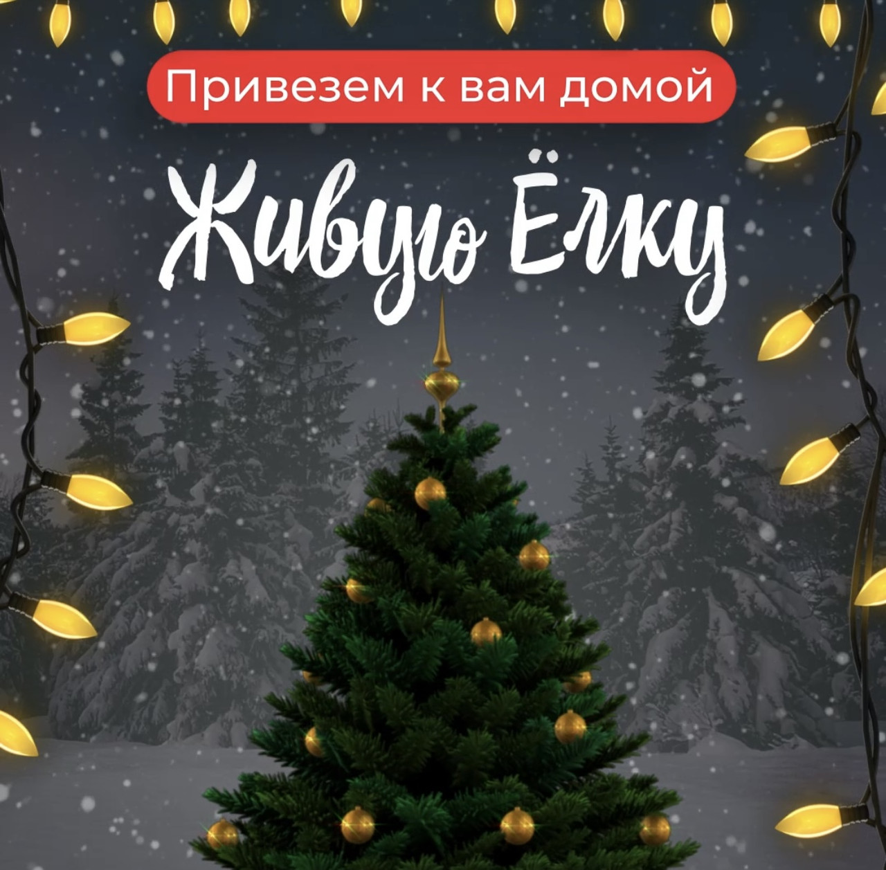 Живая Новогодняя Ёлка в горшке с бесплатной доставкой на дом в Аренду!