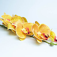 Орхидея желтая, гелевая