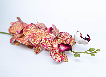 Орхидея розово-оранжевая