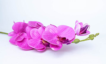 Орхидея фиолетовая однотонная