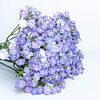 Полевые цветы фиолетовые