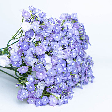 Полевые цветы фиолетовые