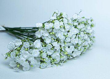 Полевые цветы белые