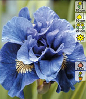 Ирис С2(горшок - 2 литра) сибирский (Iris Siberica Concord Crunch)