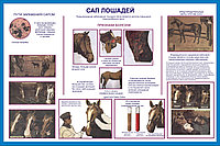 Плакаты Уход за лошадьми