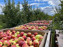 Сбор яблок для производства яблочного пюре