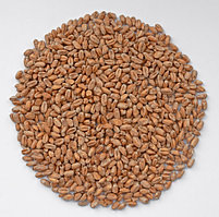 Солод пшеничный пивоваренный неподжаренный "Wheat Malt MD" (DINGEMANS, Бельгия)