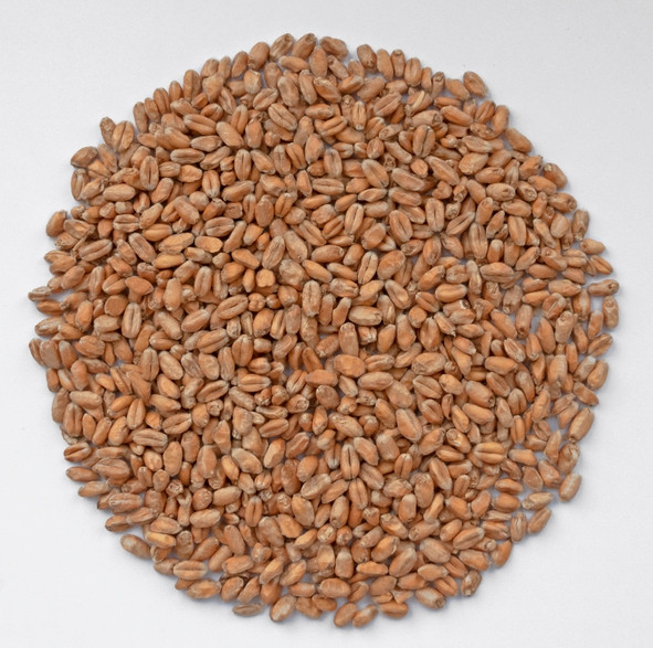 Солод пшеничный пивоваренный неподжаренный "Wheat Malt" (STAMAG Stadlauer Malzfabrik GesmbH, Австрия 1кг - фото 1 - id-p96342057