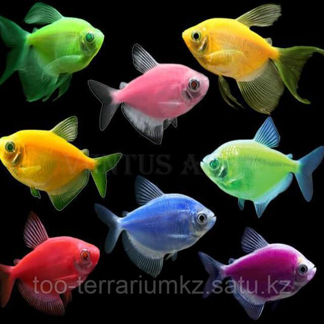 Тернеция GloFish - фото 1 - id-p96380360