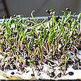 Шпинат семена микрозелени 5гр, фото 2
