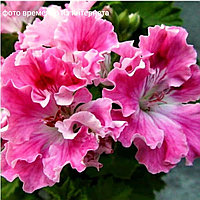 Birthday Girl/ укор.черенок