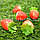 Искусственная ягода Клубника муляж декоративные набор 5 шт красно-желтые, фото 10