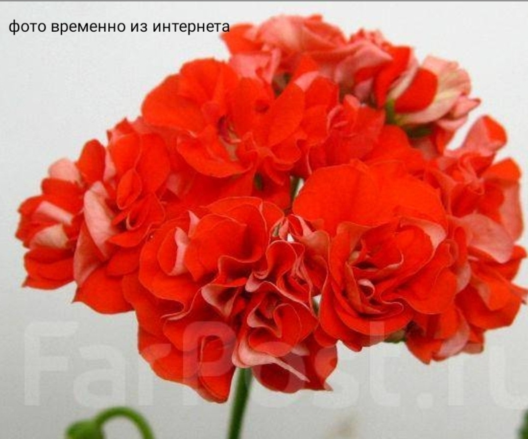 Orange Bud / укор.черенок