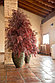 Николи дерево кустообразное красное, фото 3