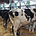 Молокопровод на 100 коров в базовой комплектации, фото 3