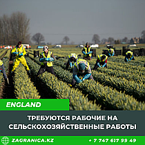 Требуются рабочие на сельскохозяйственные работы в Великобританию