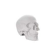 Фигура гипсовая  Малевичъ череп анатомический 195253