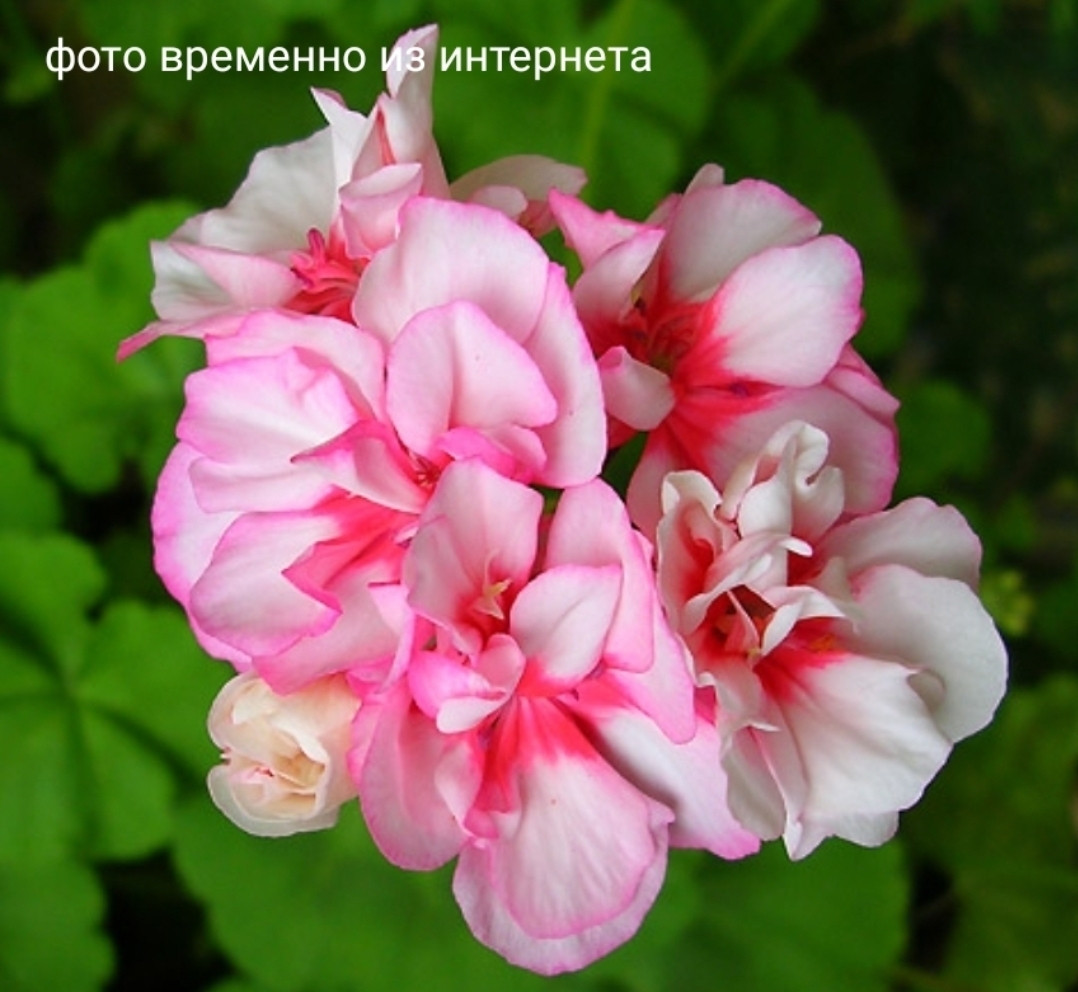 Charmay Cookey / укор.черенок