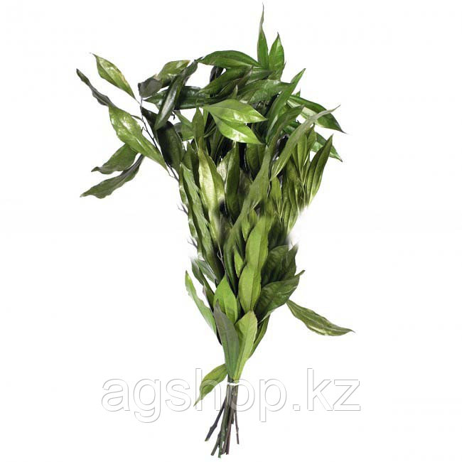 Кокулус ветви зеленые - фото 2 - id-p97347071