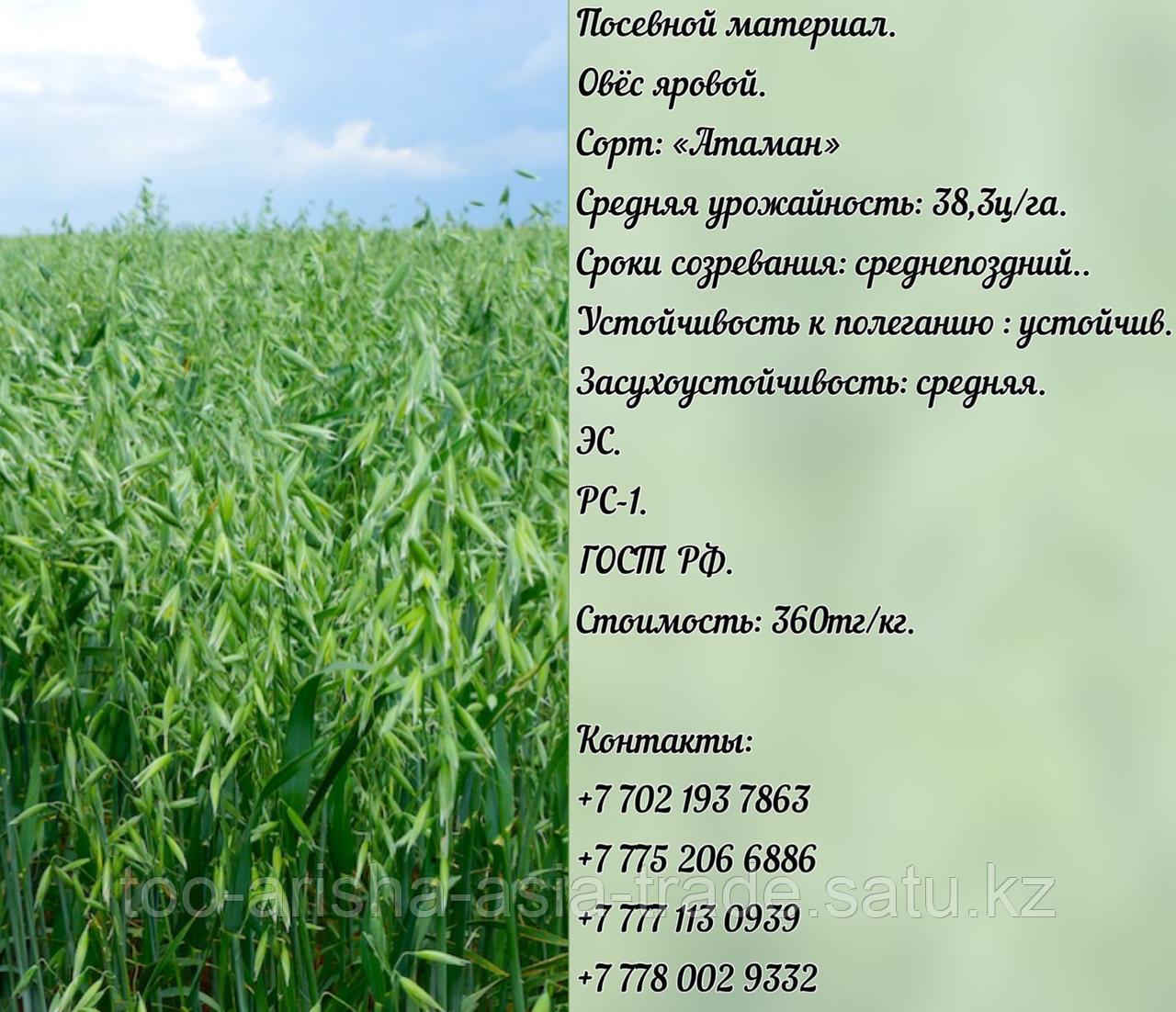 Семена овес яровой "Атаман" ЭС, РС-1 Россия