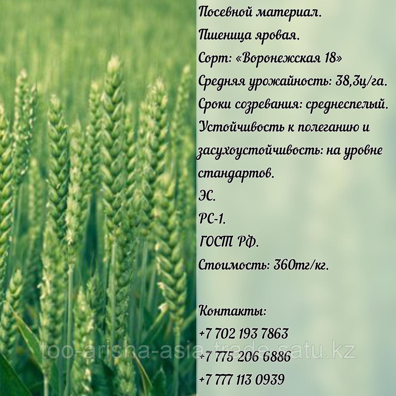 Семена пшеница яровая "Воронежская 18" ЭС Россия - фото 1 - id-p97314971