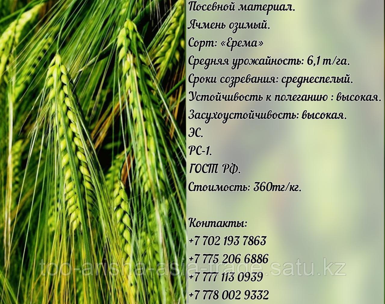 Болезни тритикале озимой. Характеристика озимого ячменя. Ячмень озимый характеристики. Характеристика озимого ячменя. Характеристика озимого ячменя.