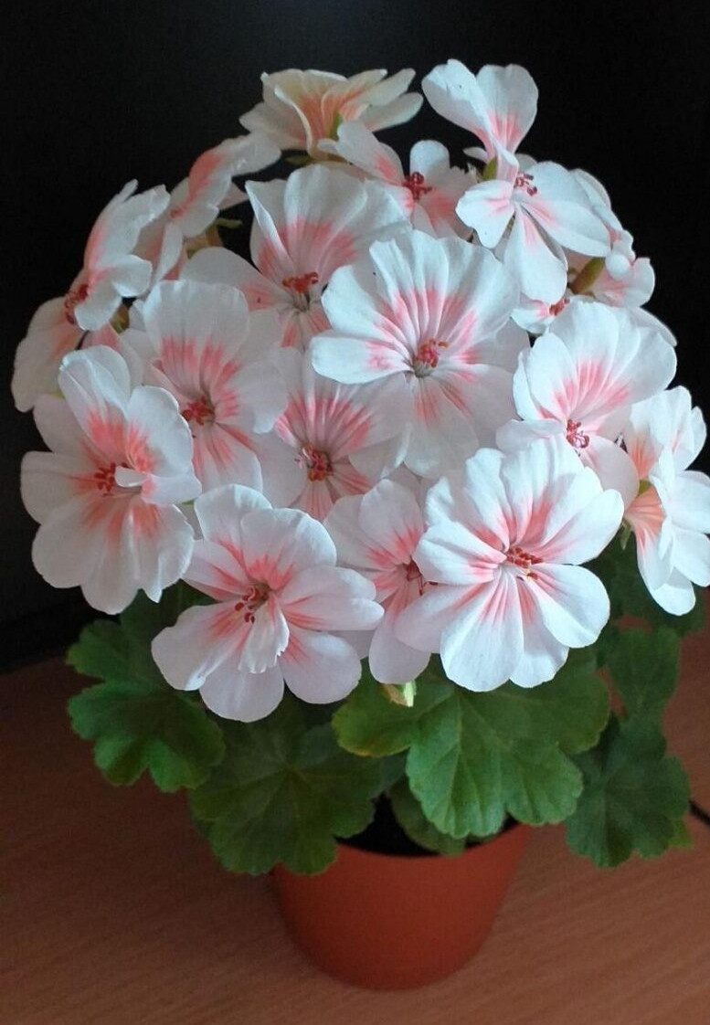Пеларгония Lovely vera/растение в горшке - фото 1 - id-p97398600
