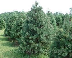 Семена сосна "Крымская" (Pinus nigra subsp. pallasiana) ЭС Россия - фото 2 - id-p97398765