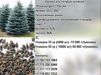 Семена ели голубой колючей "Picea pungens"  ЭС  Россия