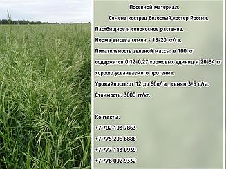 Семена кострец безостый, костер «СИБНИИСХОЗ 189» ЭС, РС-1  Россия