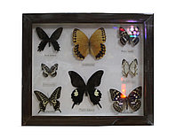 Энтомологический набор из 8 бабочек