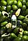 Крем для рук и ногтей Маруся, увлажняющий, с экстрактом авокадо, 250 мл., фото 4