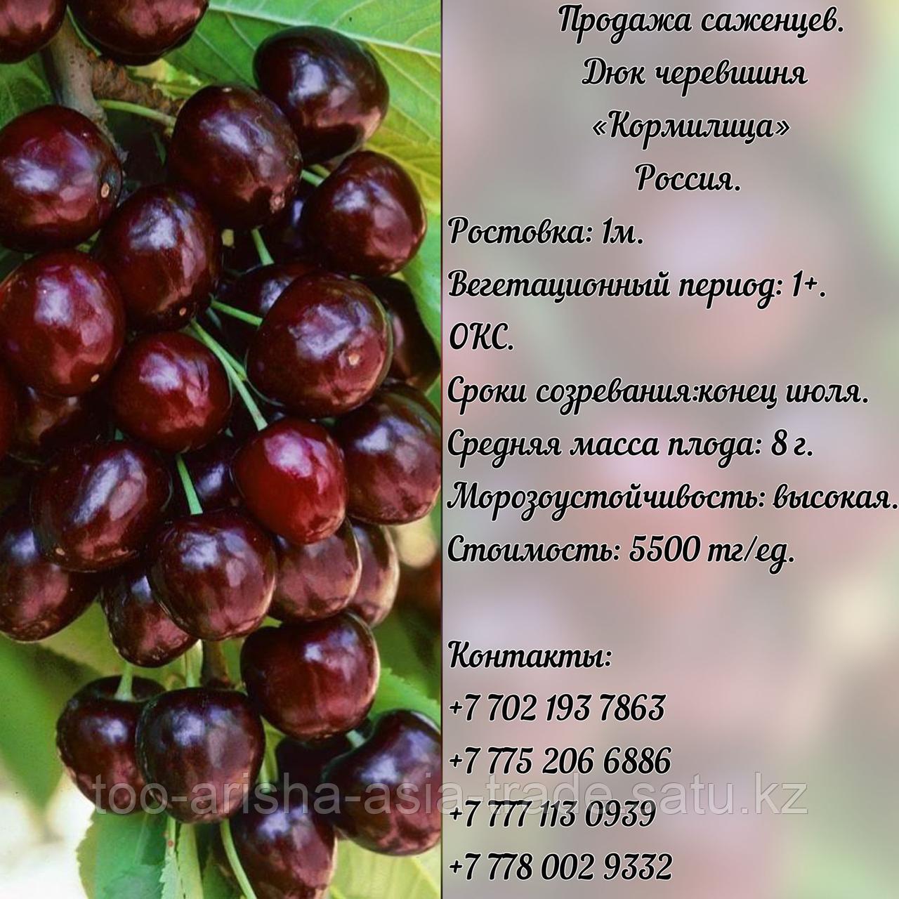 Саженец Дюк (черевишня) "Кормилица" Россия
