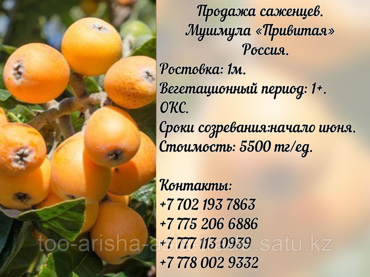 Саженец Мушмула "Привитая" Россия
