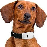GPS трекер для собак и кошек, животных TK-909 Черный, GPS ошейник