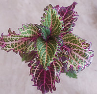 Колеус Peter Wonder/укорененный черенок