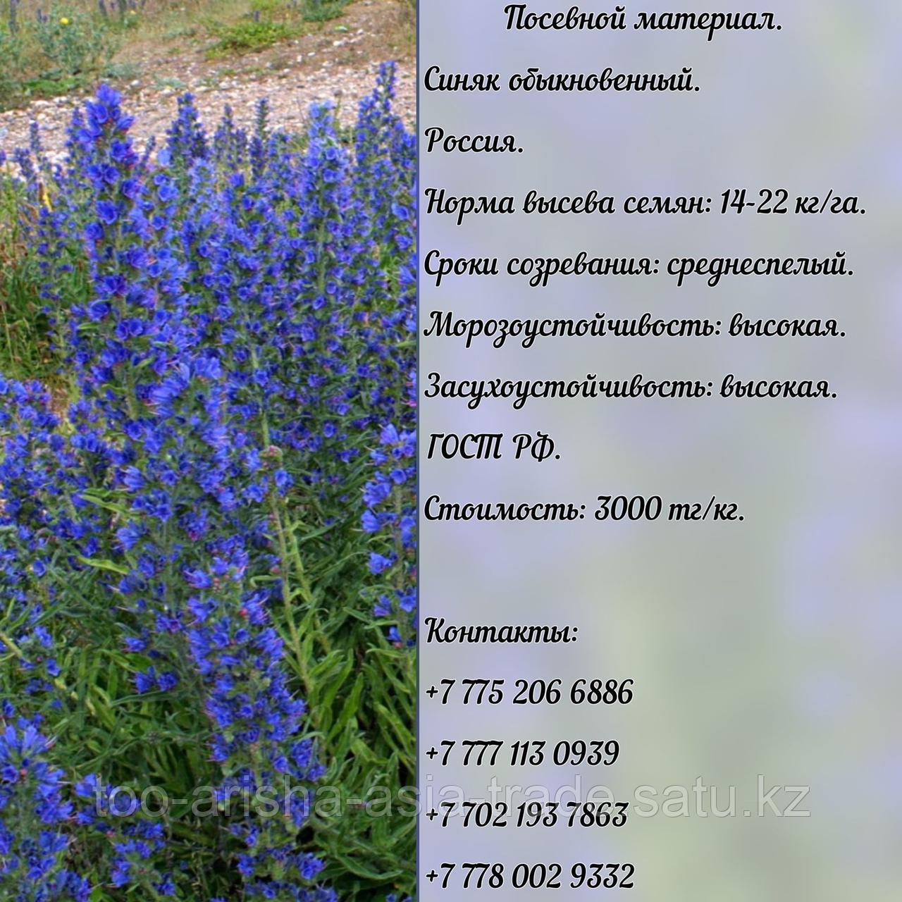 Семена Синяка Где Купить