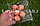 Искусственное яблоко ранетка декоративная муляж маленькая  5шт розовая, фото 7