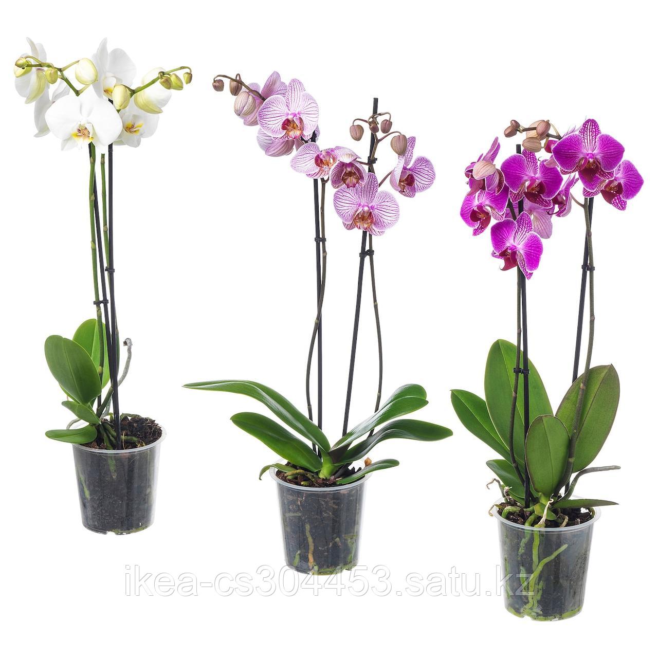 PHALAENOPSIS ФАЛЕНОПСИС Растение в горшке, Орхидея/2 стебля,