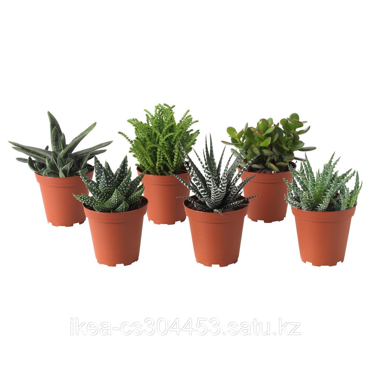 SUCCULENT СУККУЛЕНТЫ Растение в горшке, различные растения,