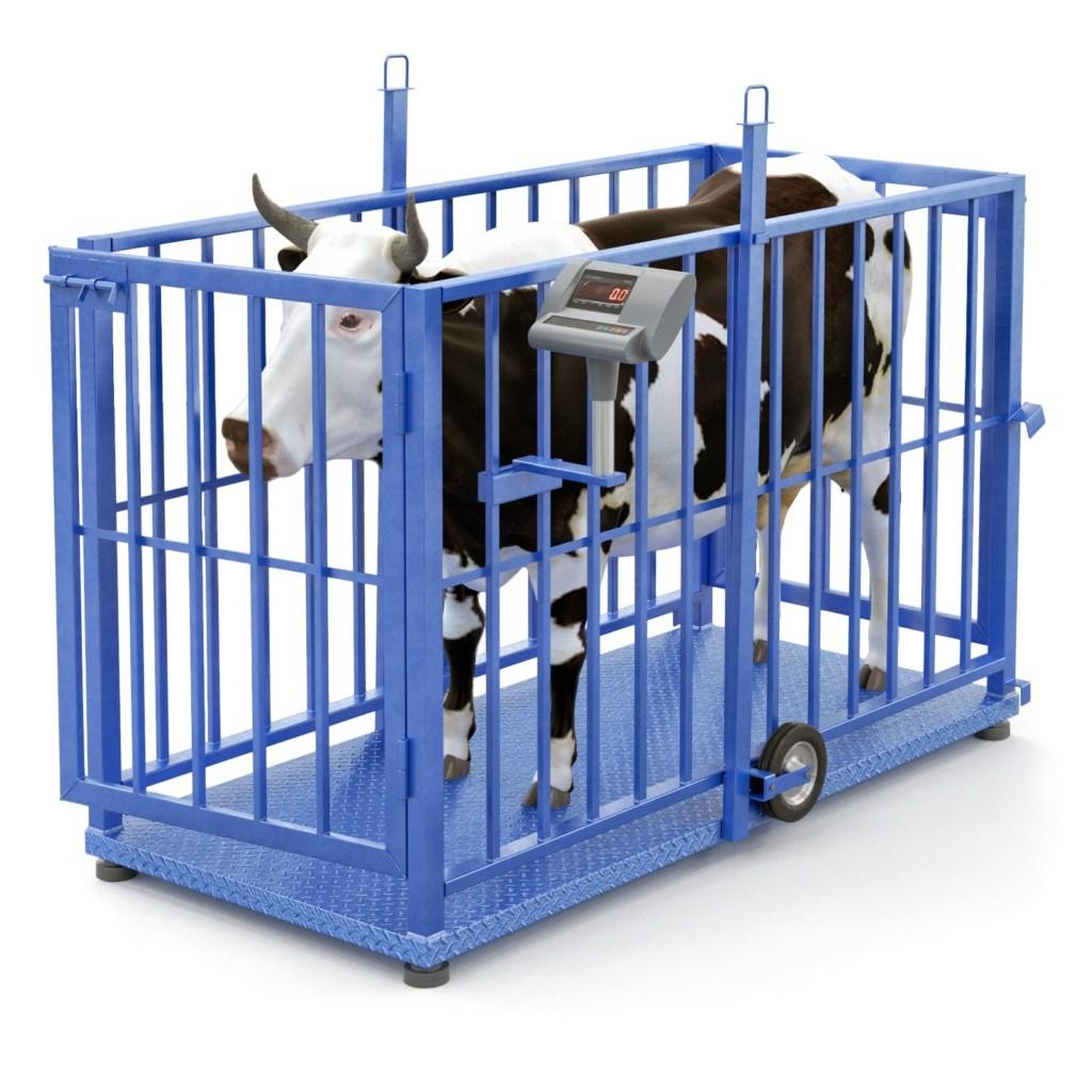 весы для взвешивания животных электронные. весы для взвешивания животных 1000. весы для взвешивания животных электронные. весы платформенные вэт-1-3000. невские весы для взвешивания крс.