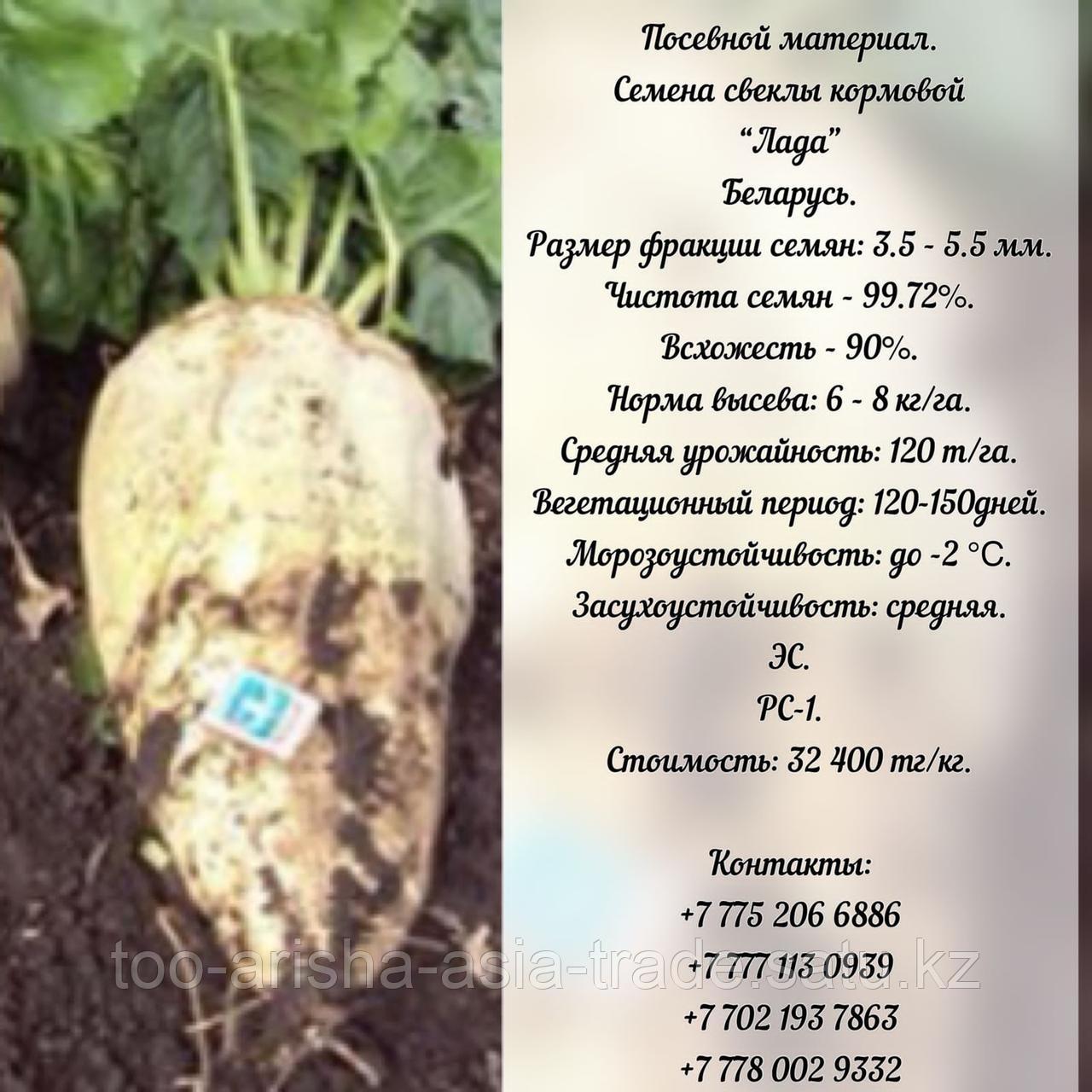 Семена кормовой свеклы "Лада"  ЭС, РС -1  Беларусь
