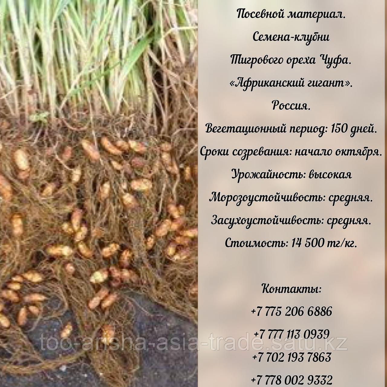 Семена-клубни ореха Чуфа "Африканский гигант" Россия